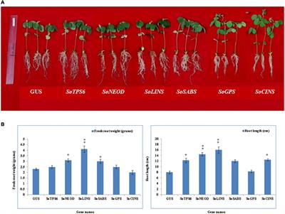 Overexpression of Terpenoid Biosynthesis Genes From Garden Sage (Salvia officinalis) Modulates Rhizobia Interaction and Nodulation in Soybean